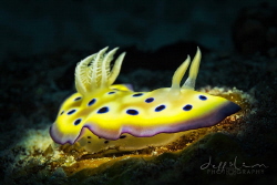 Yellow polka dot nudi. Goniobranchus kuniei. by Jeffrey Lim 